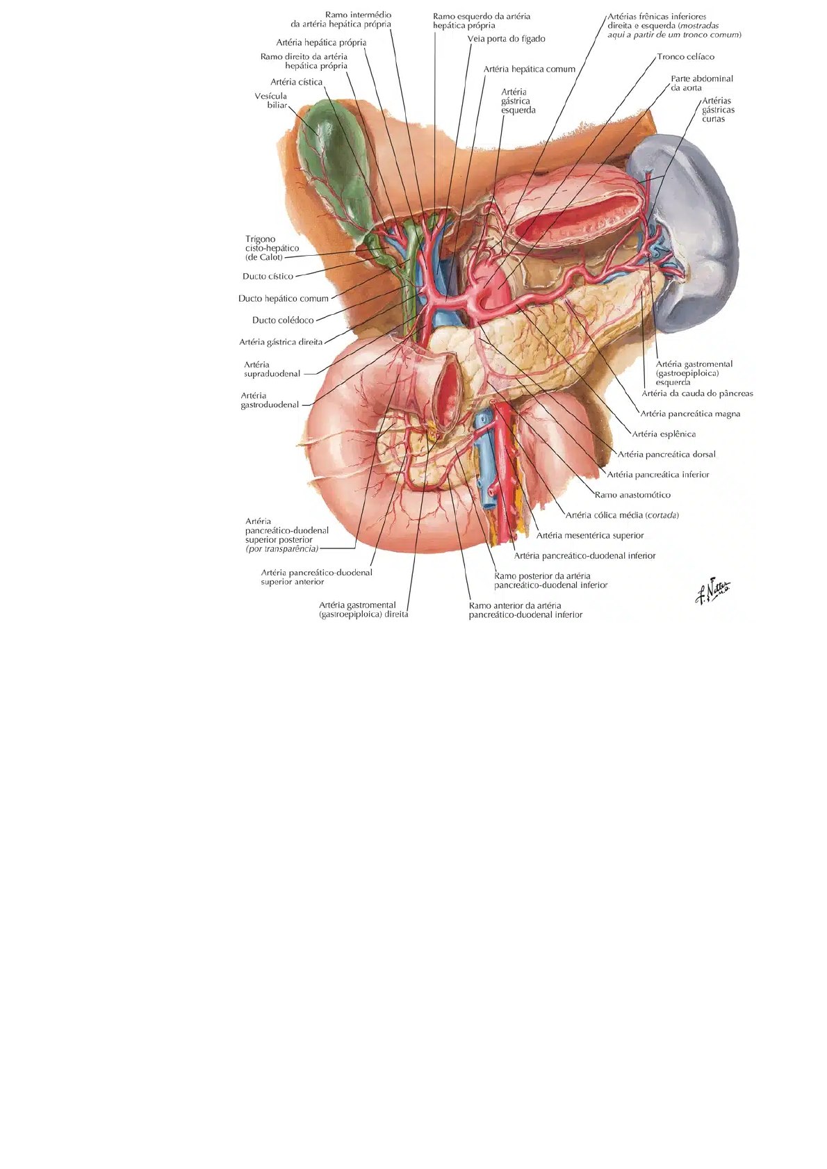 Jogos De Anatomia Humana Abdome Anatomia Papel E Caneta