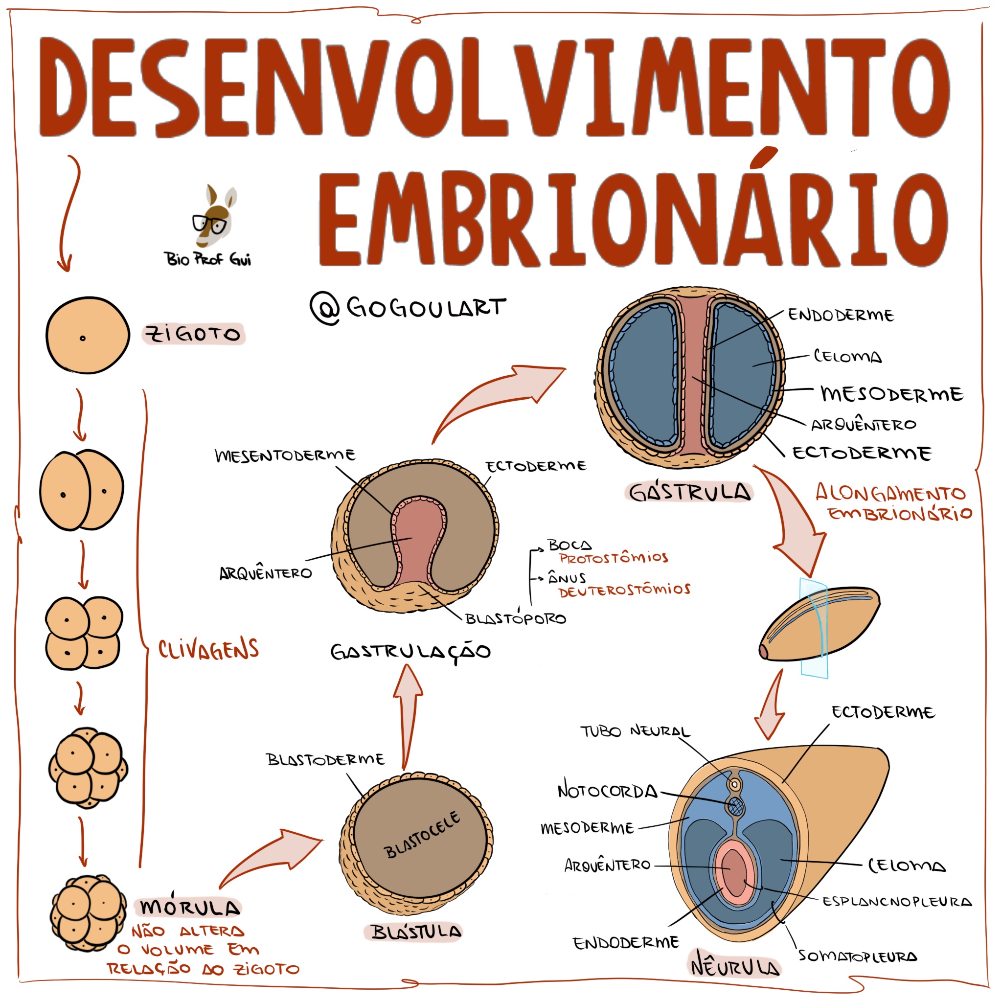 Mapa mental Desenvolvimento Embrionário Embriologia