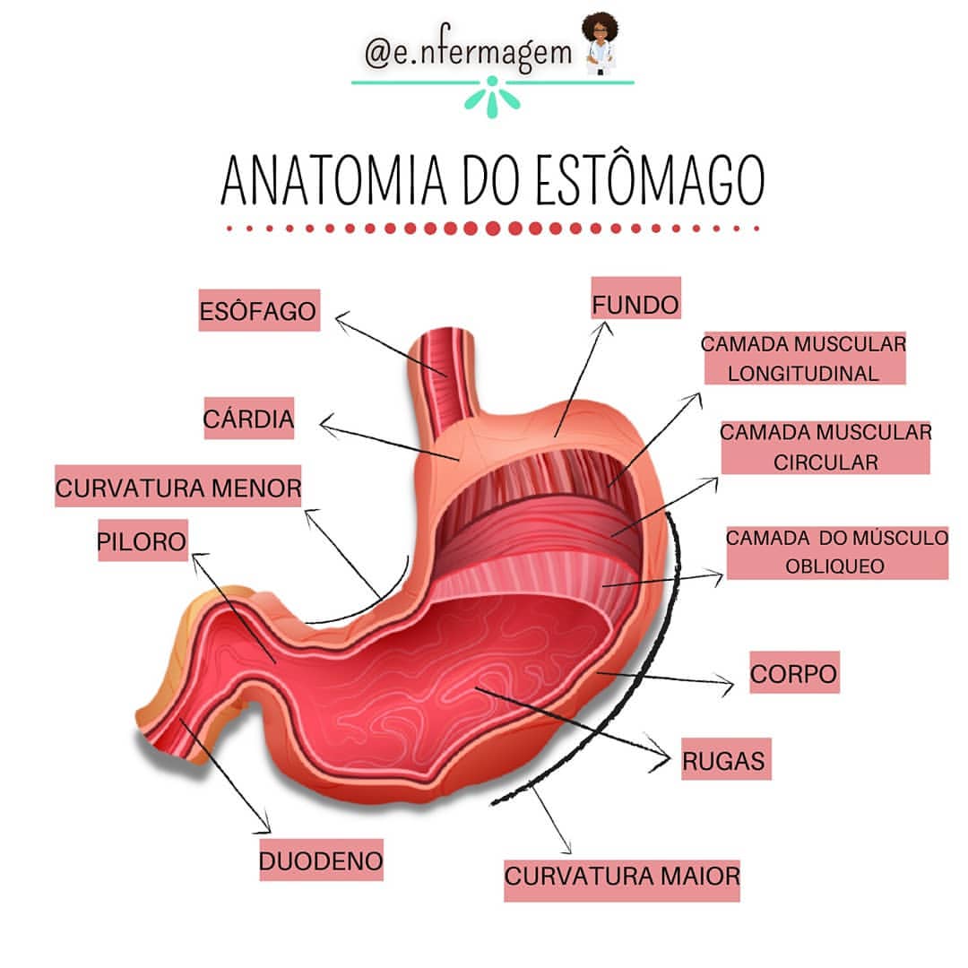 Anatomia Esofago E Estomago Modisedu