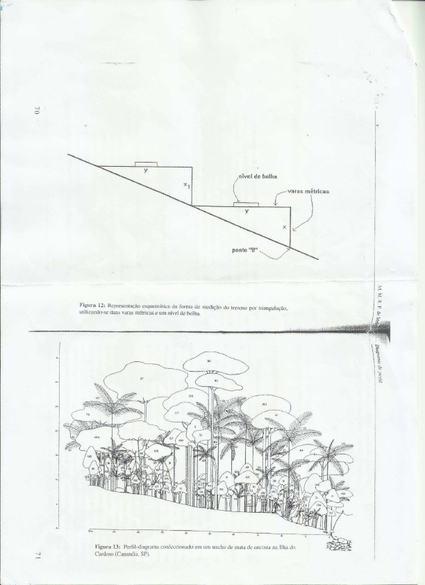 DIAGRAMA DE PERFIL Sistemática Vegetal