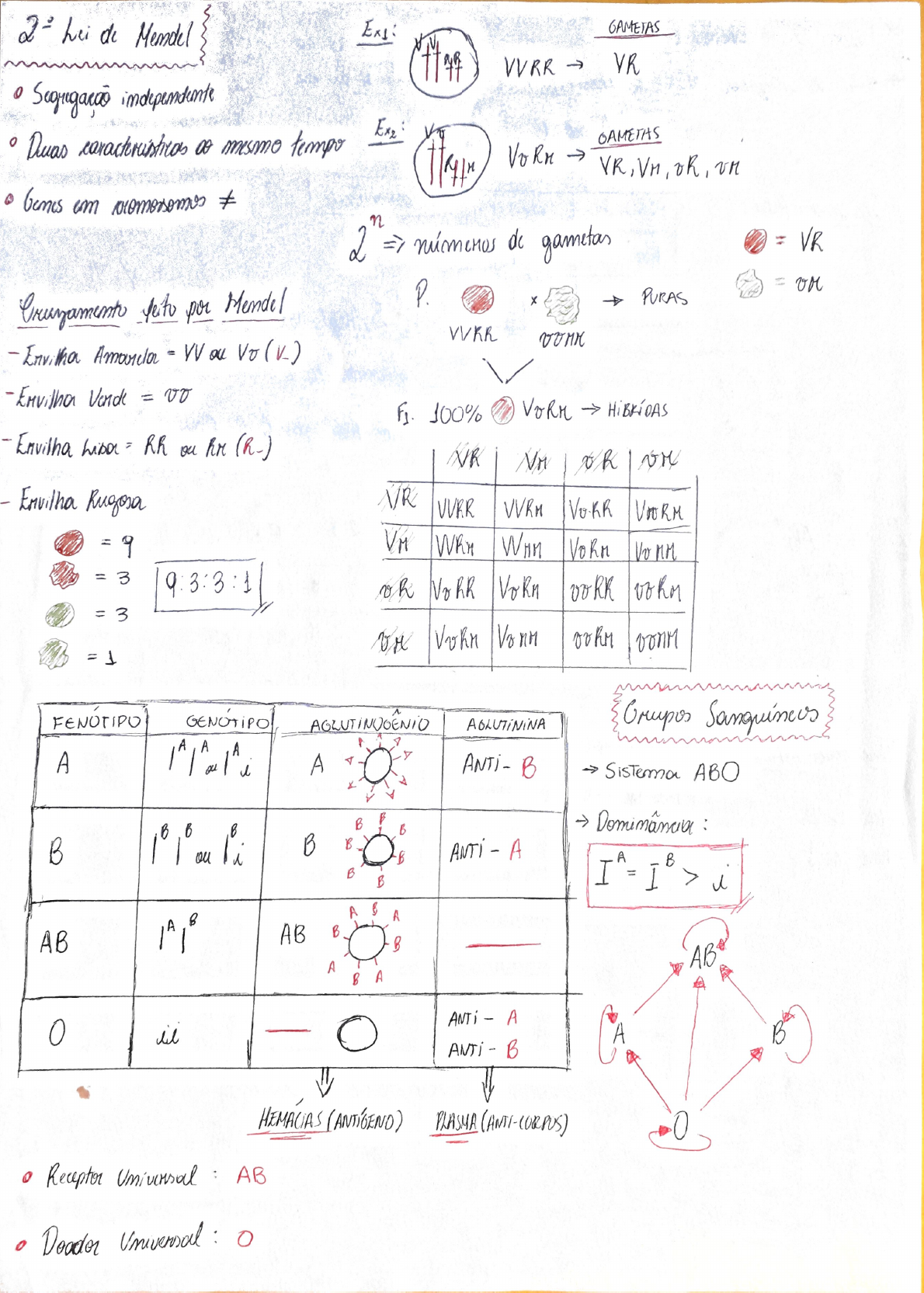 Resumo Gen Tica Lei De Mendel Biologia