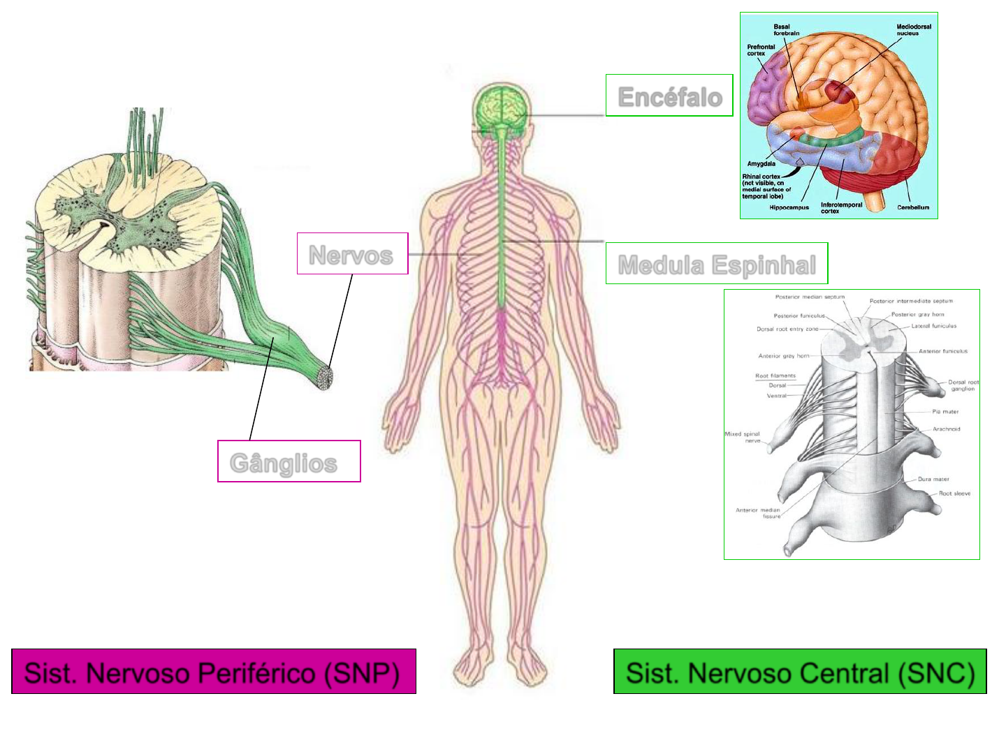 Sistema Nervoso Estrutura e Função Humana