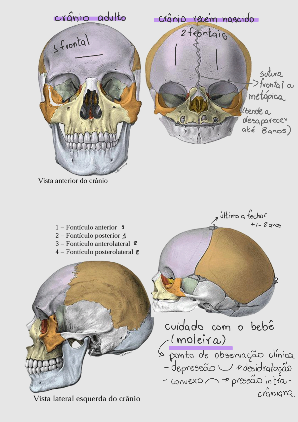 Resumo Crânio básico Anatomia I