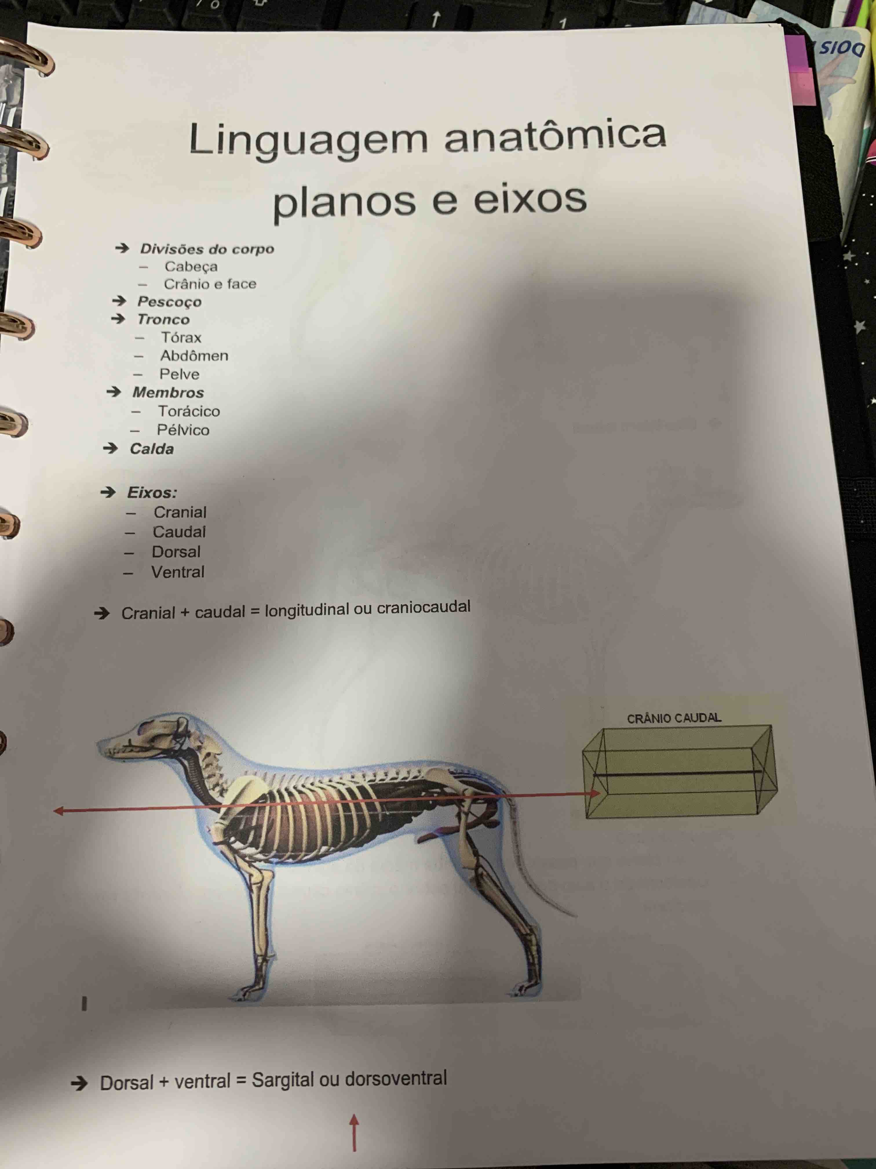 Planos E Eixo Anatomia Veterin Ria I