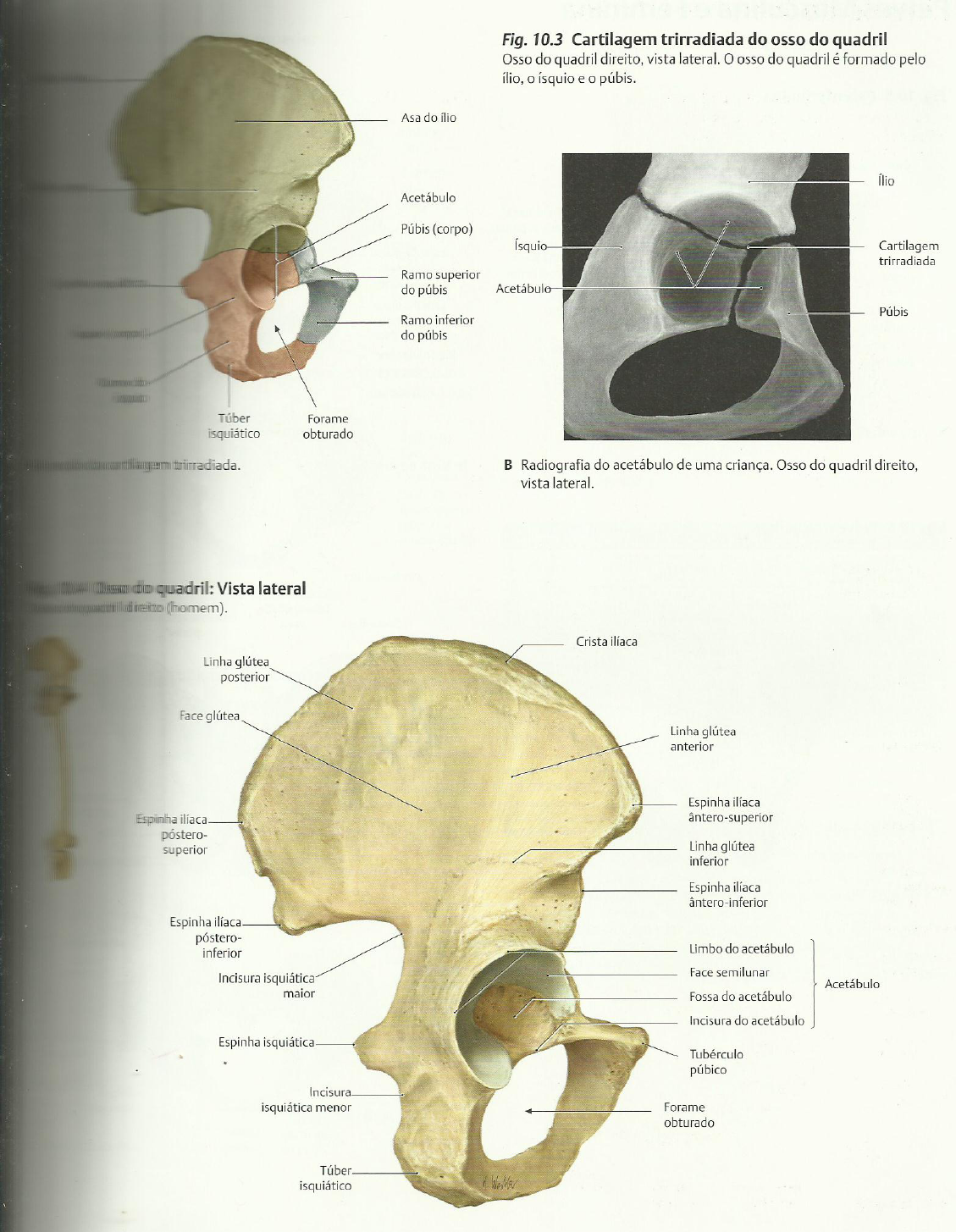 Osso Do Quadril Anatomia I