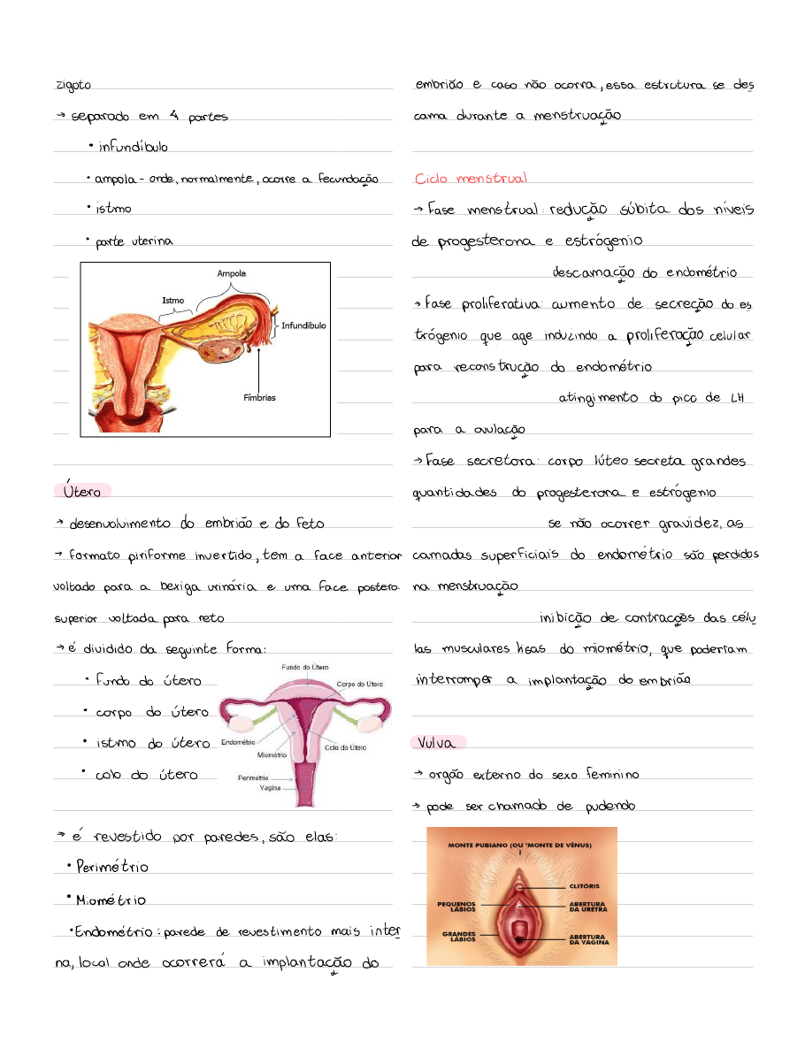 Sistema Genital Feminino Anatomia Sist Mica