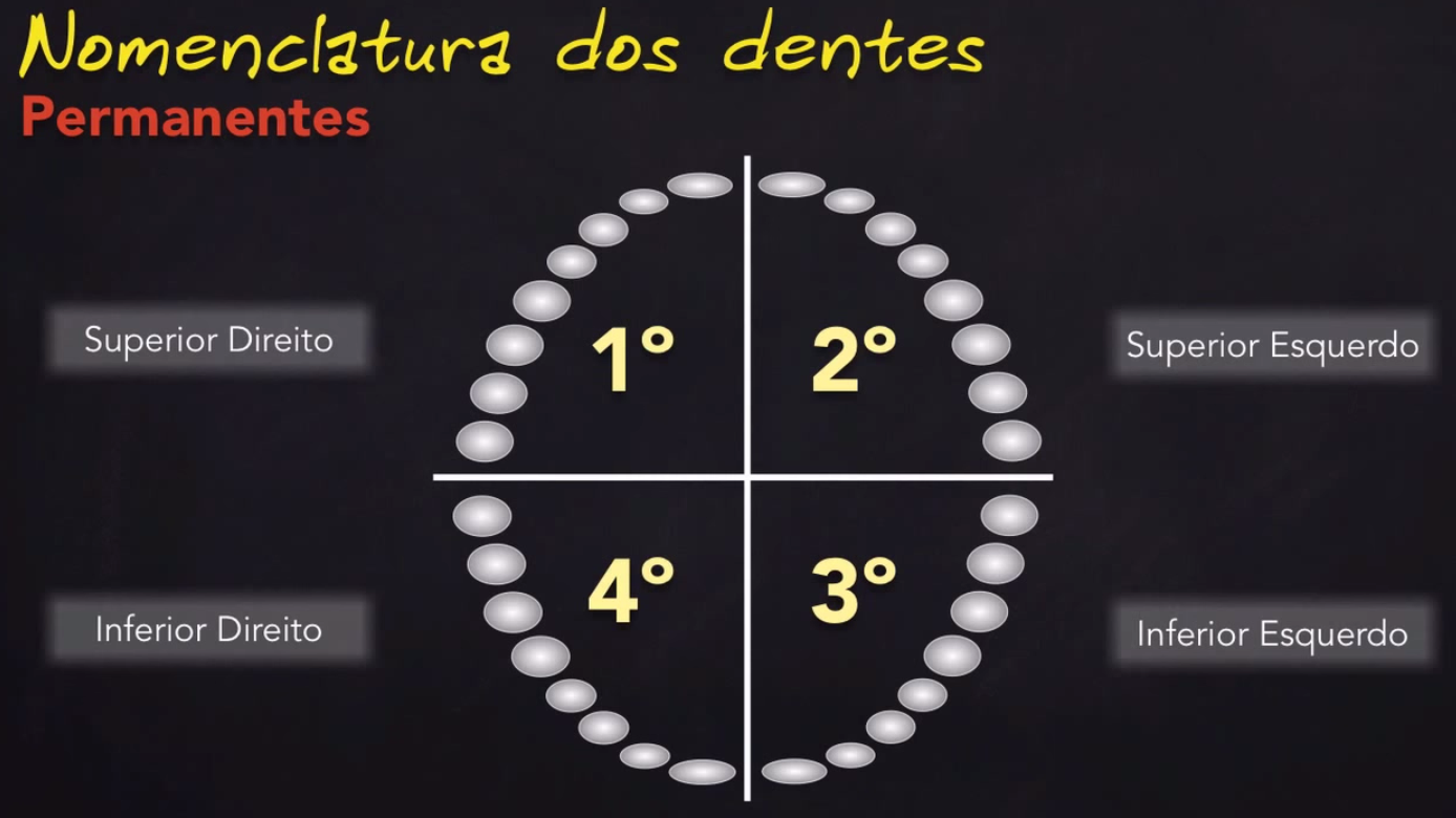 Incisivos Dentes Dentes Incisivos Nomenclatura Dos Dentes Hot Sex Picture