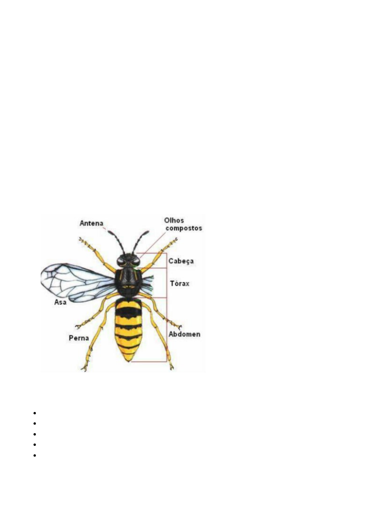 Classe Insecta Insetos e suas características tipos reprodução