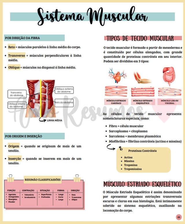 Sistema Muscular Biologia