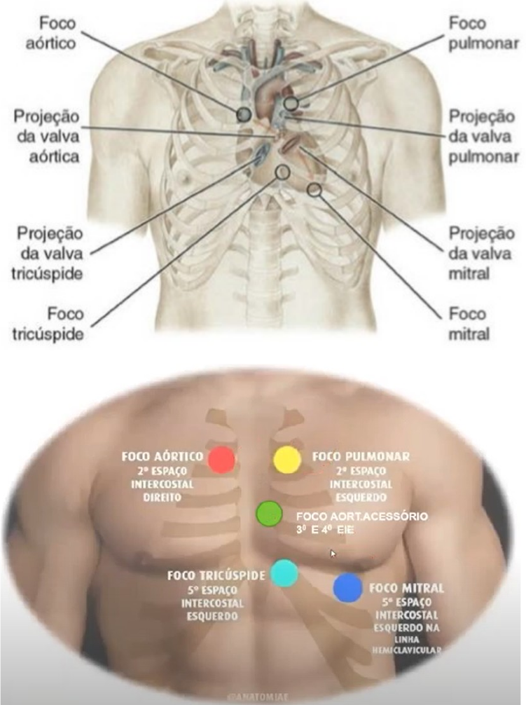 O Ciclo Cardíaco E A Ausculta Cardíaca Mila Semiologia 55 OFF