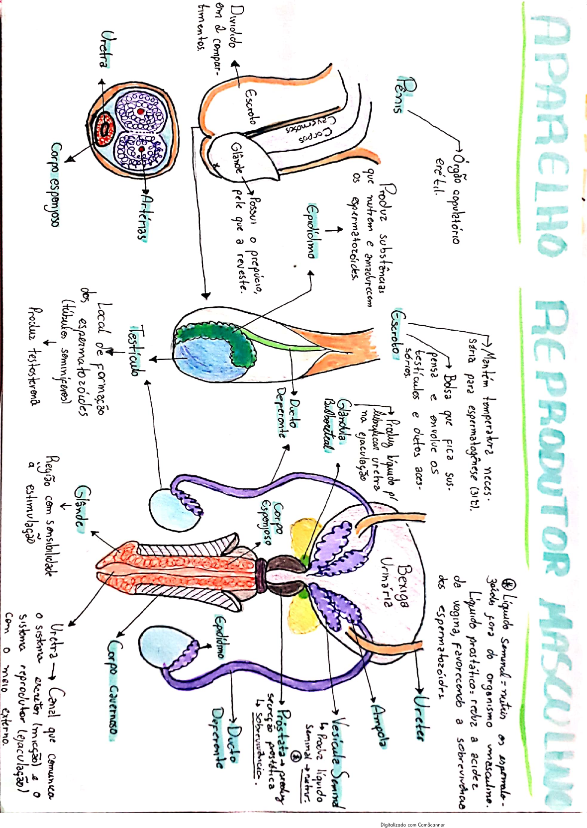 Sistema Reprodutor Masculino Histologia E Embriologia