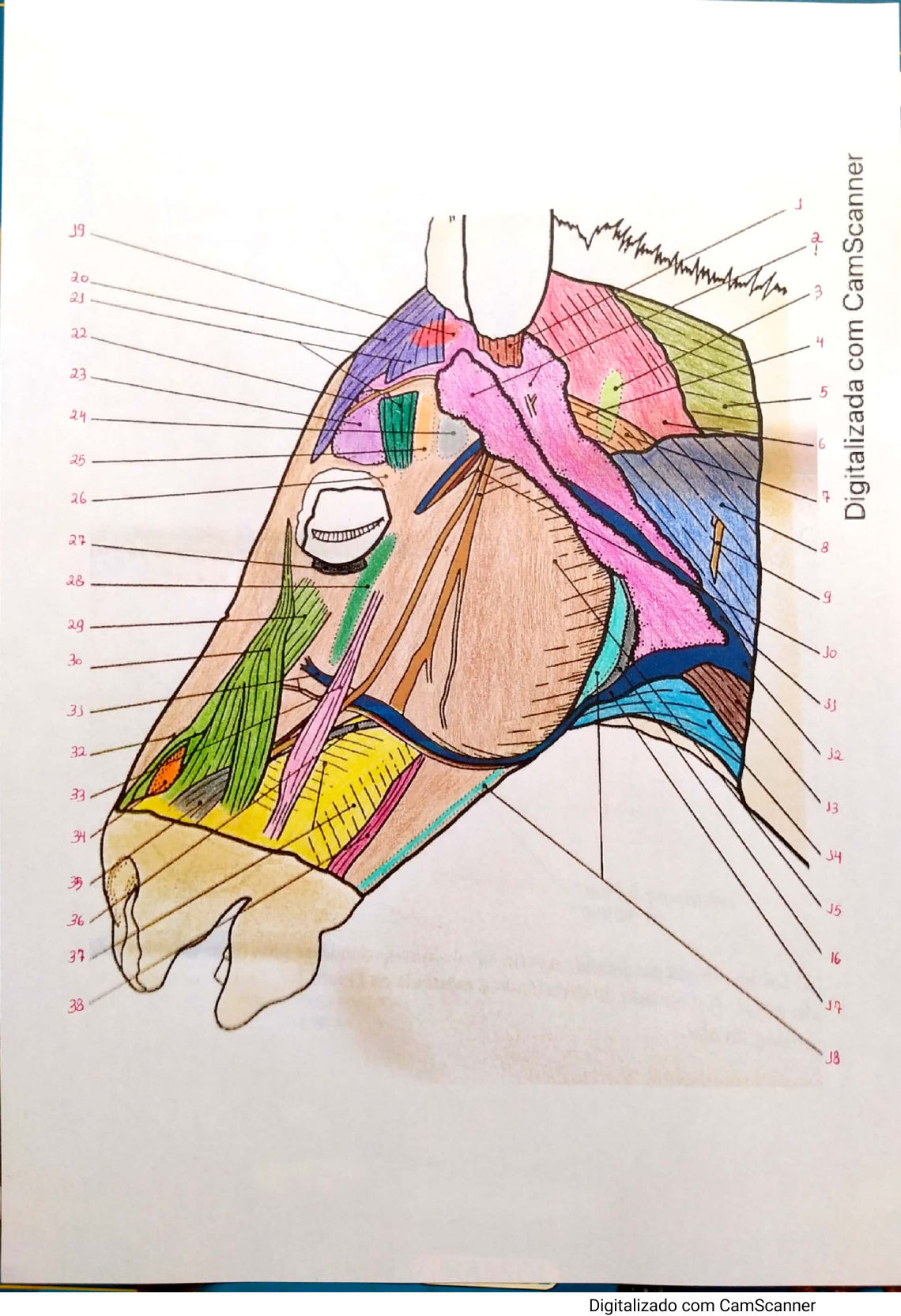 Desenhos Anatomia Identificação de estruturas Anatomia dos Animais