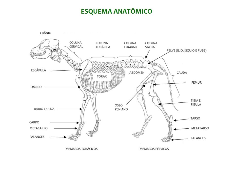 Esquema Anatômico e1497463910894 Anatomia dos Animais Domesticos