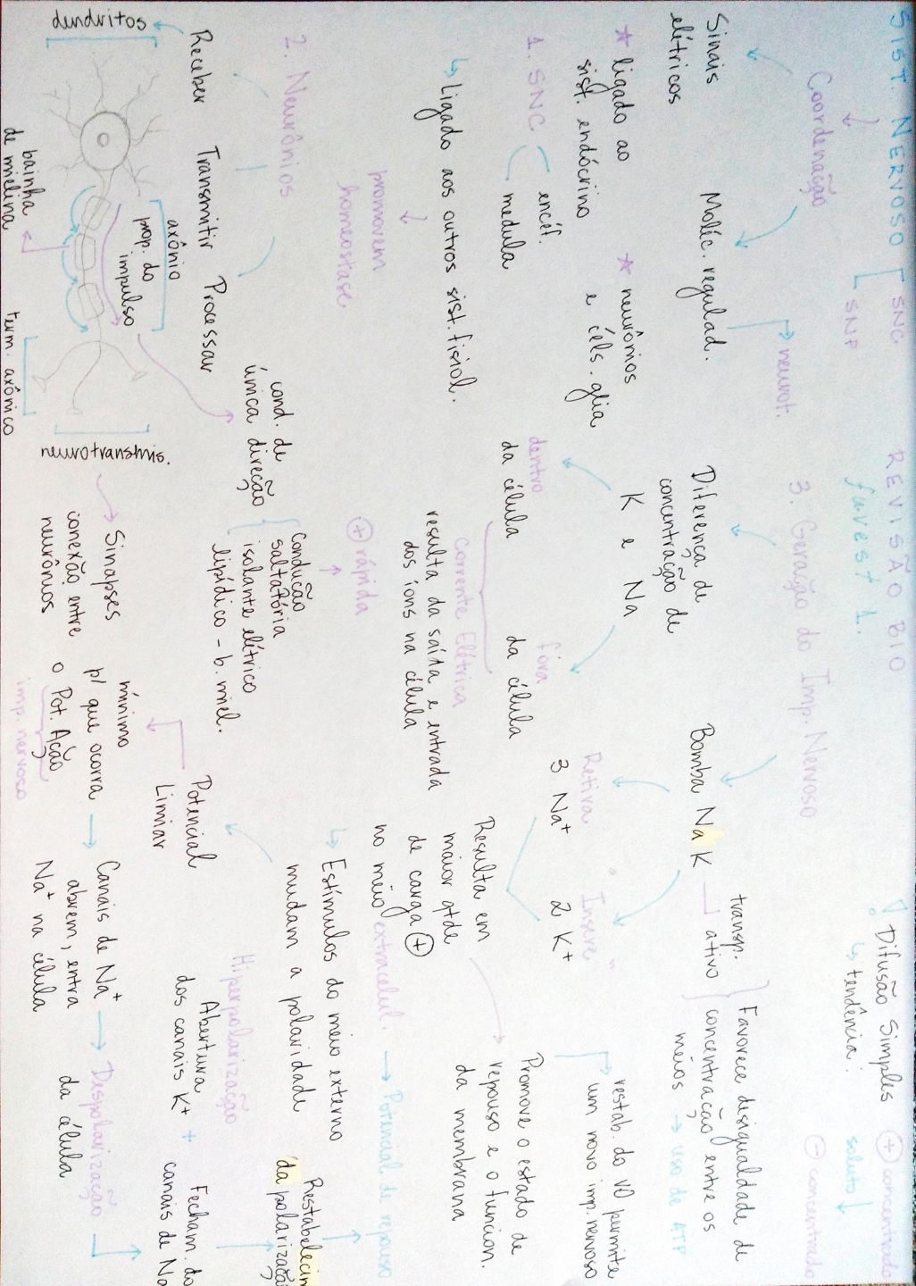 Revis O Biologia Sistema Nervoso Biologia