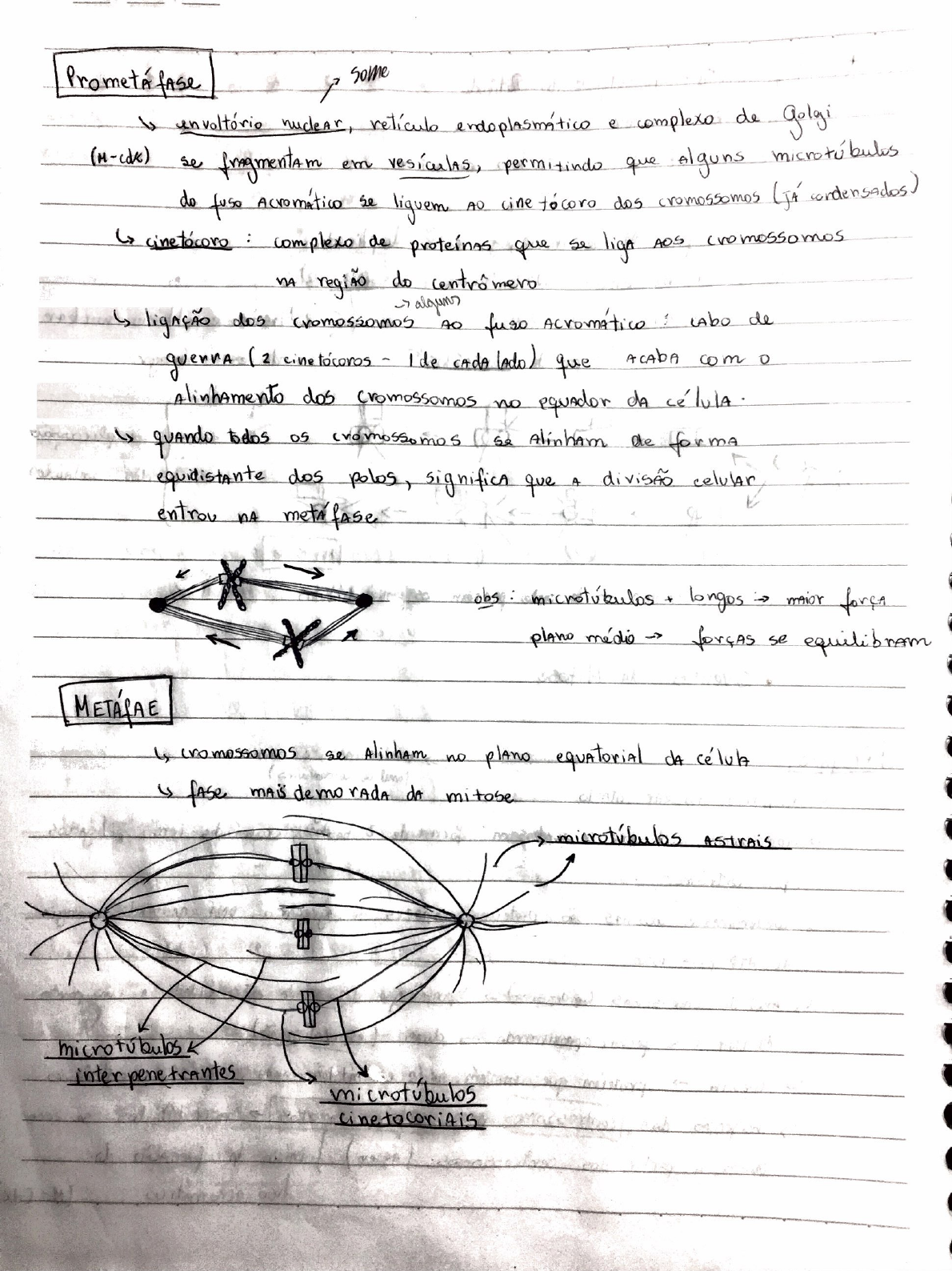 MITOSE Biologia Celular E Molecular