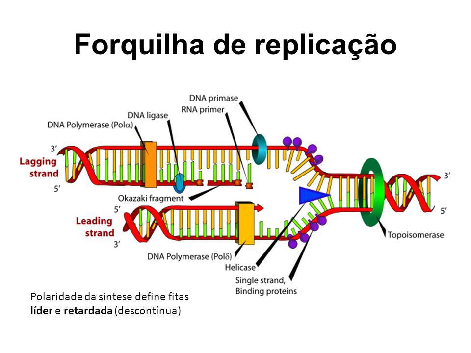 Forquilha De Replica O Biologia Molecular