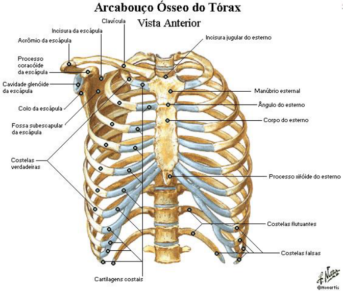 Diagrama Da Cavidade Tor Cica Ossos