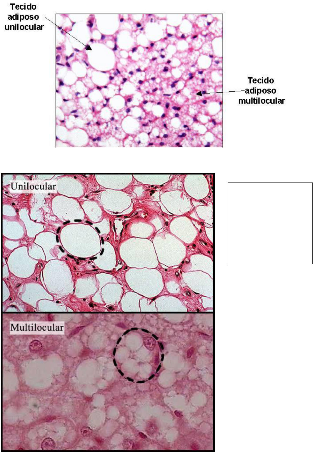 Tecido Adiposo Laminas Histologia E Embriologia Vrogue Co