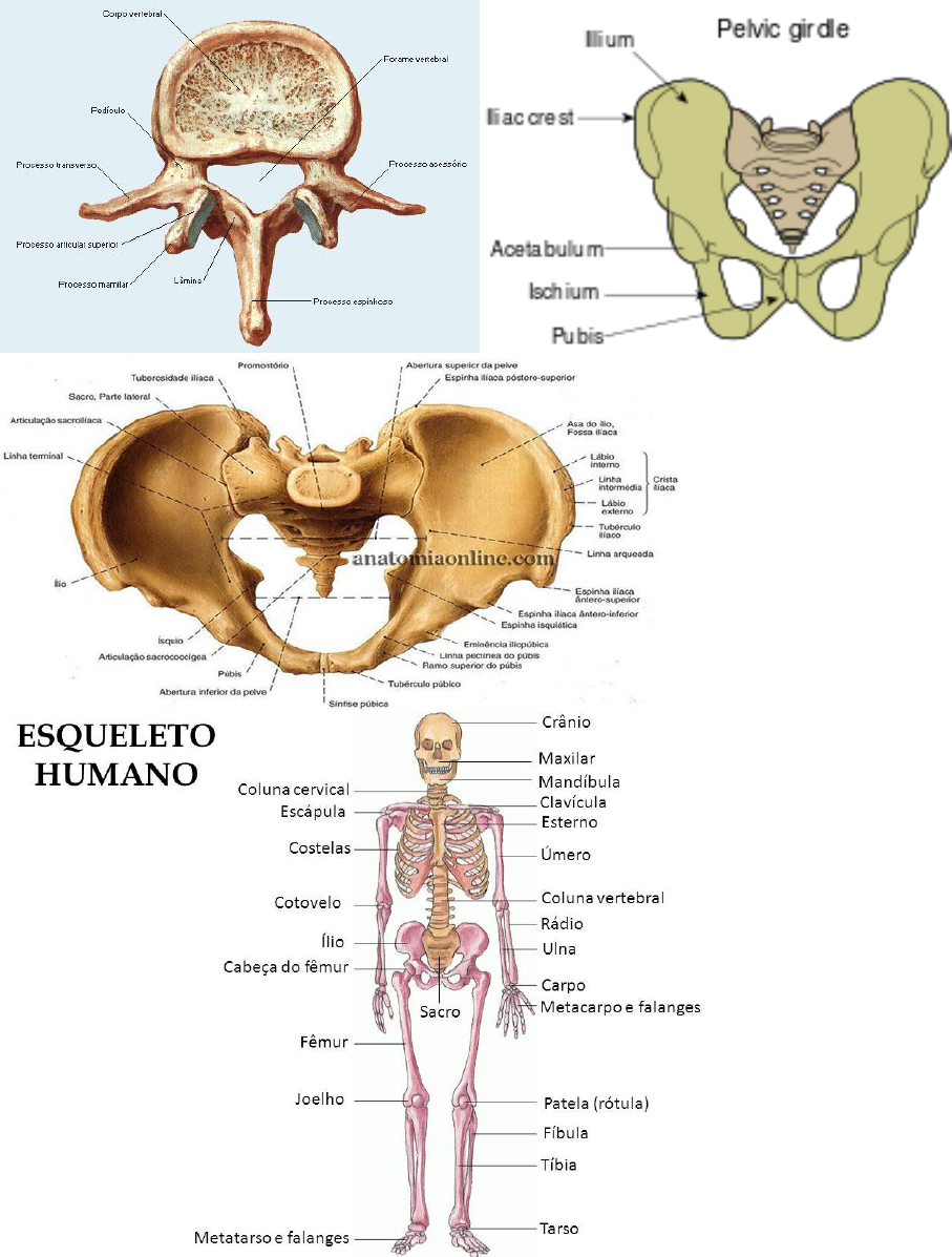 Anatomia Do Sistema Locomotor Radiologia Hot Sex Picture