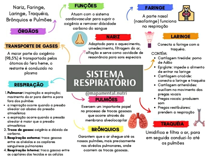 Mapa mental fisiologia sistema respiratório Fisiologia I
