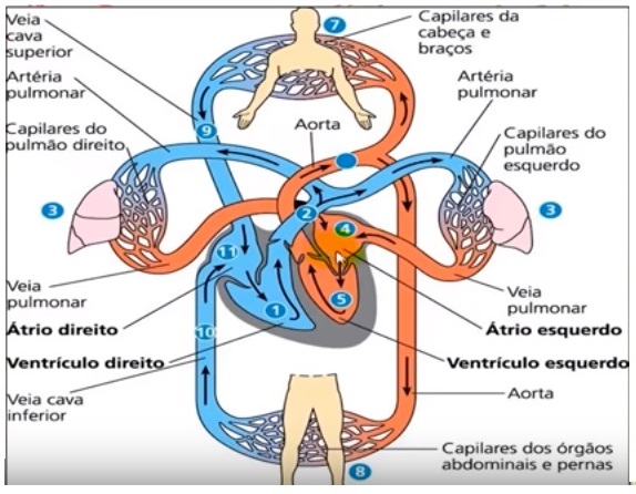 circulação sanguinea Fisiologia I