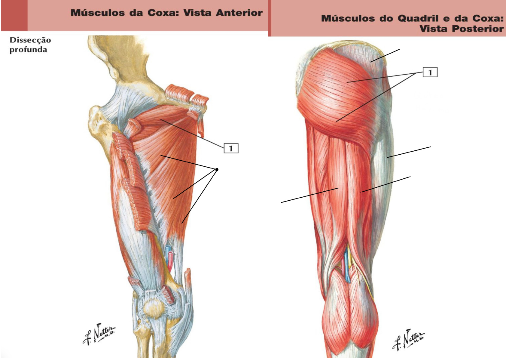 Exerc Cio M Sculos Dos Membros Inferiores Anatomia I