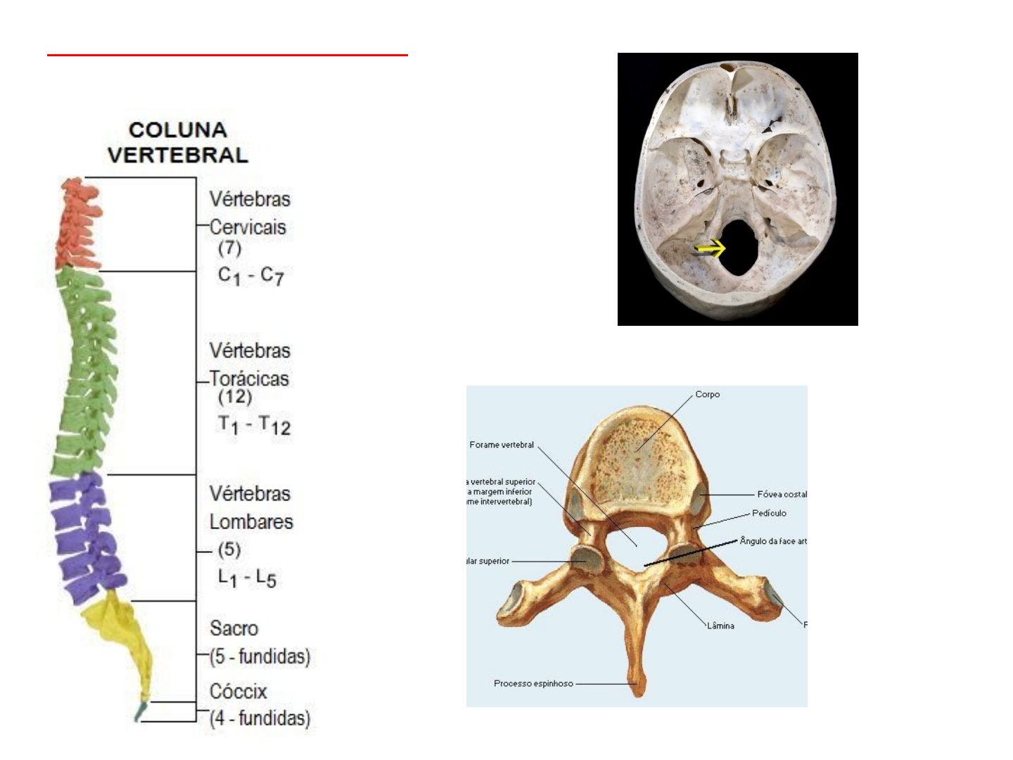 Aula Medula Espinhal Neuroanatomia E Neurofisiologia