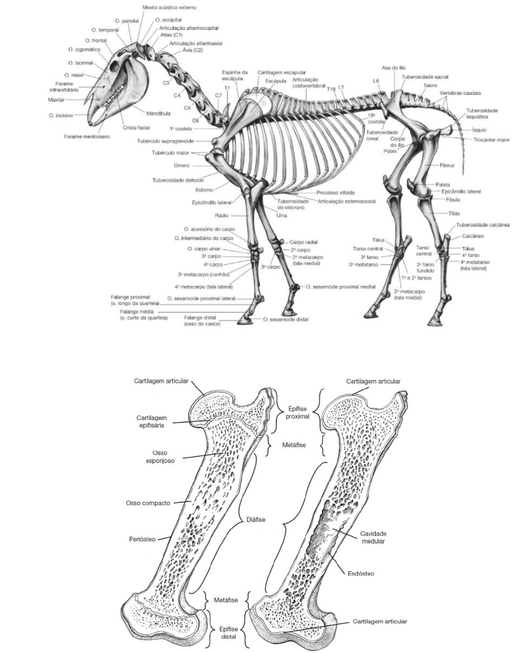 OSTEOLOGIA Anatomia Dos Animais Domesticos