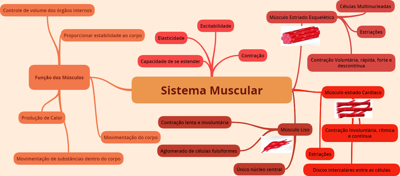 Sistema Muscular Anatomia Humana I