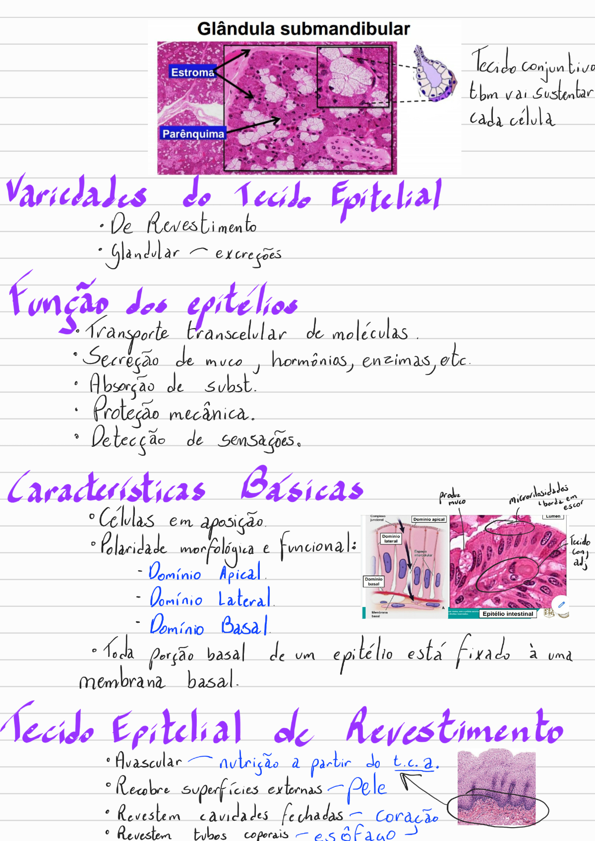 Tecido Epitelial De Revestimento Citologia E Histologia