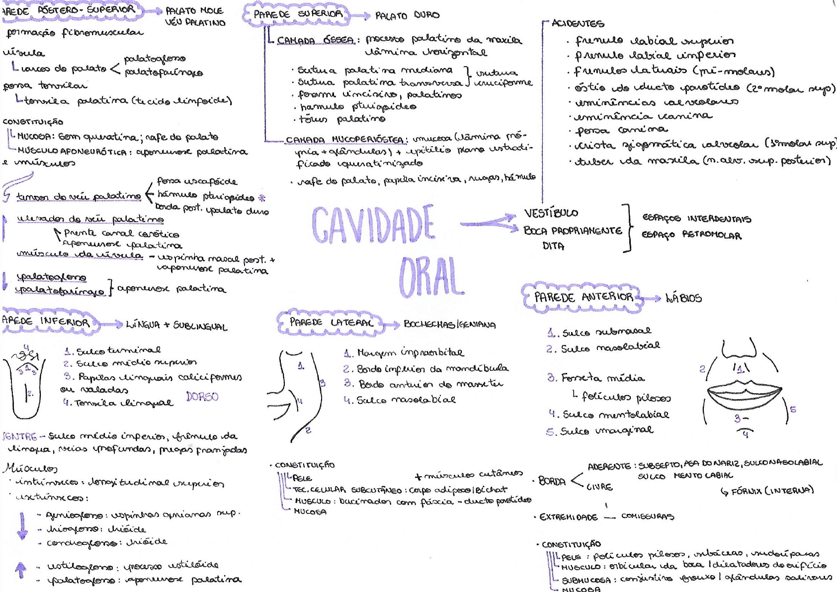 Mapa Mental Cavidade Oral Fisiologia I Porn Sex Picture