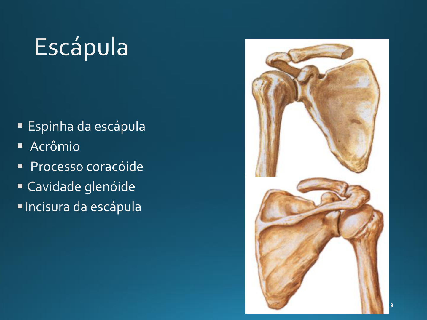 Osteologia Cintura Escapular E Membro Superior Aparelho