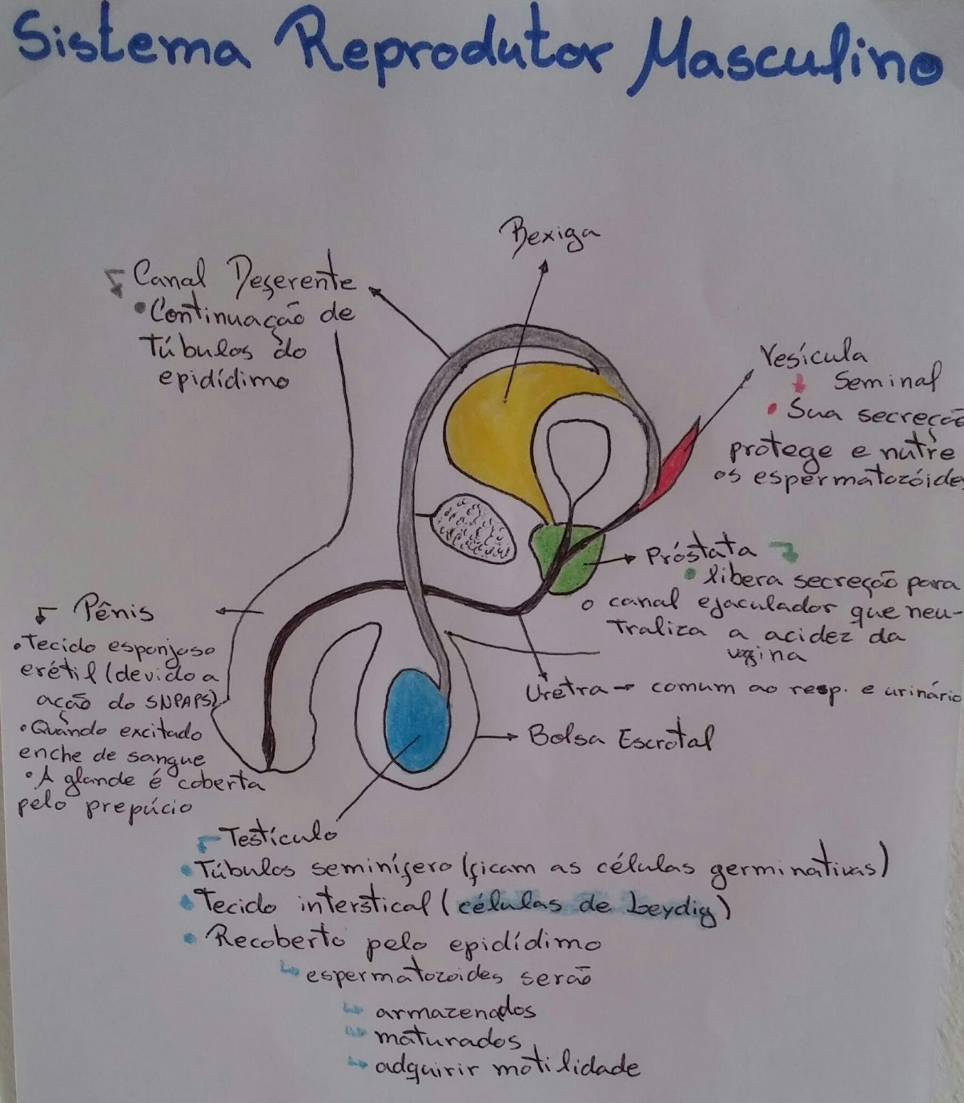 Mapa Mental Do Sistema Reprodutor Masculino Edukita