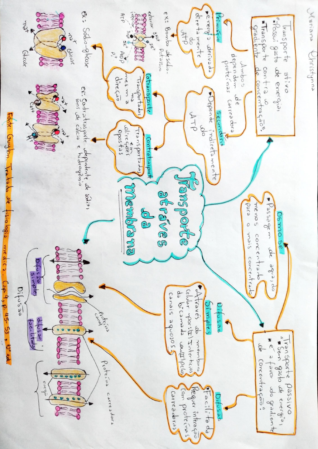 Mapa Mental Neurofisiologia Capitulo Neurofisiologia Capitulo Porn