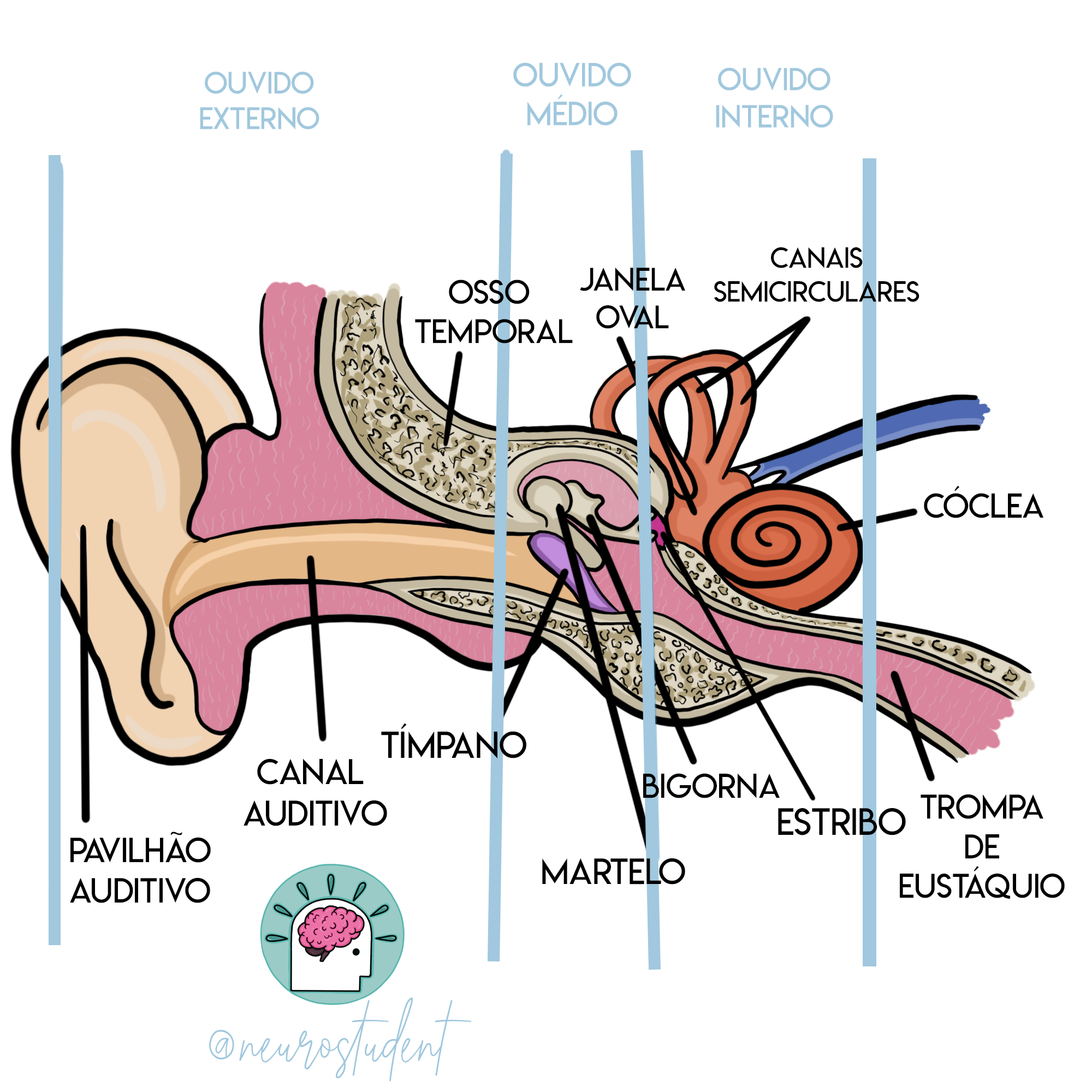 Mapa Mental Ouvido Interno Externo M Dio Neuroanatomia Funcional