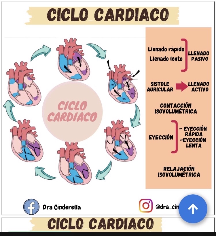 Ciclo Card Aco Fisiologia I