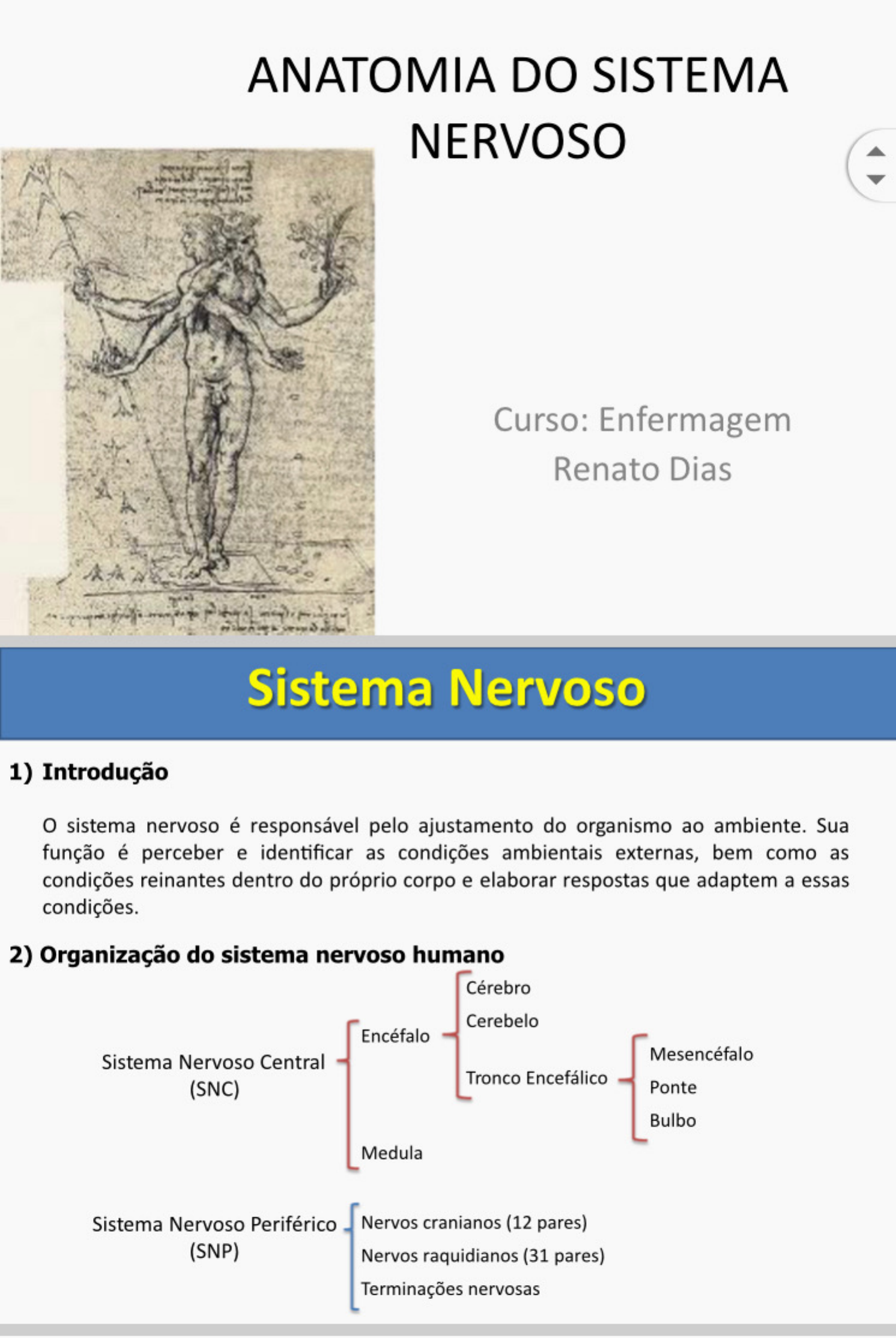 Questoes Do Sistema Nervoso Neuroanatomia The Best Porn Website