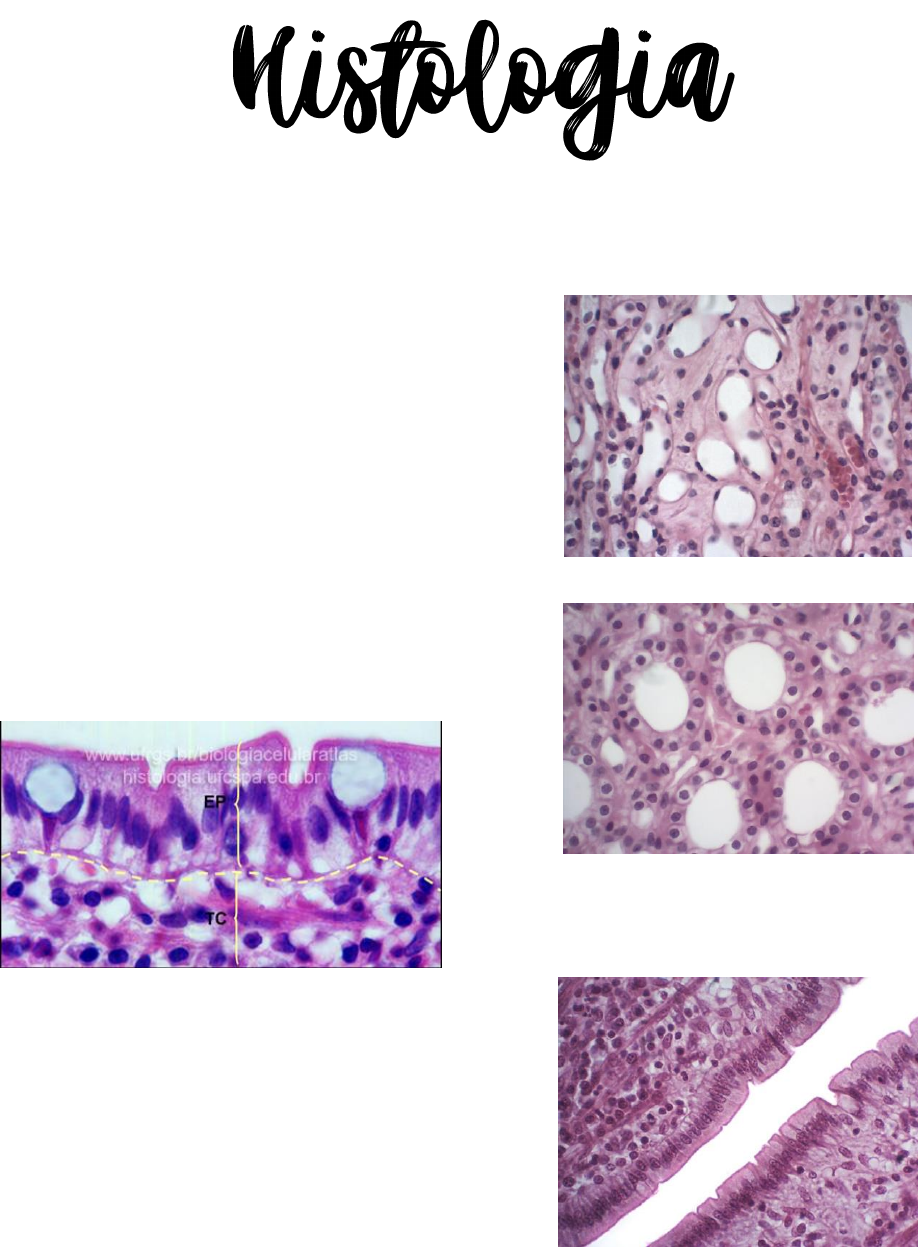 Histologia básica Citologia e Histologia