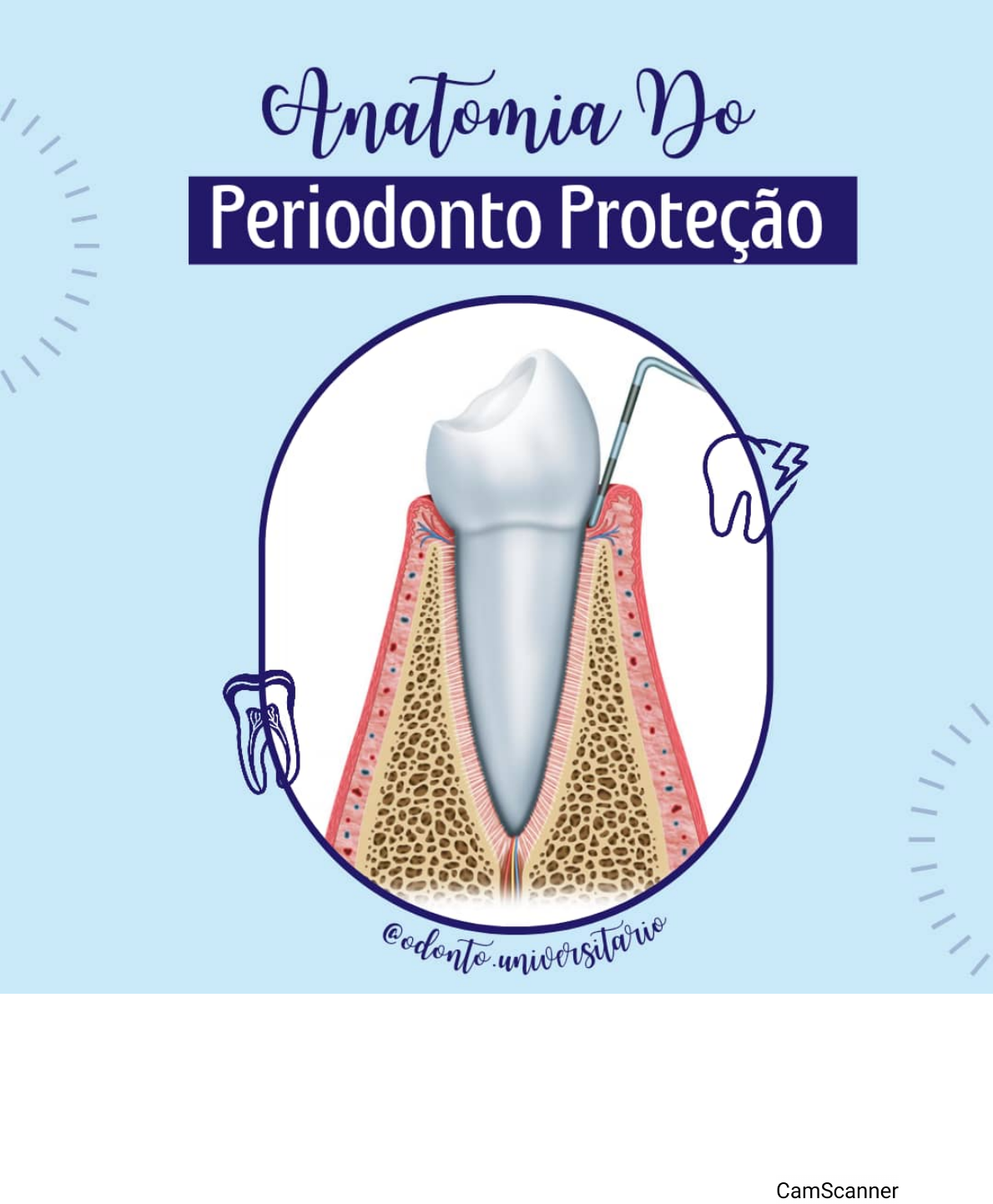 Anatomia Periodonto de Proteção Por odonto universitario Odontologia