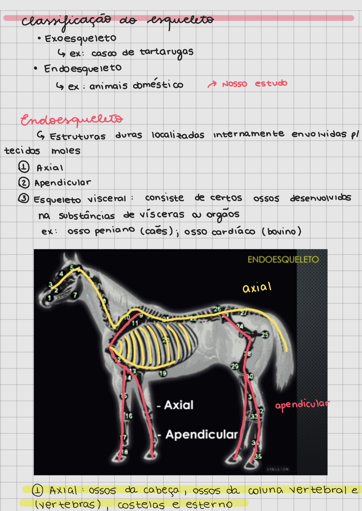 Resumo Osteologia I Medicina Veterin Ria Anatomia Veterin Ria I