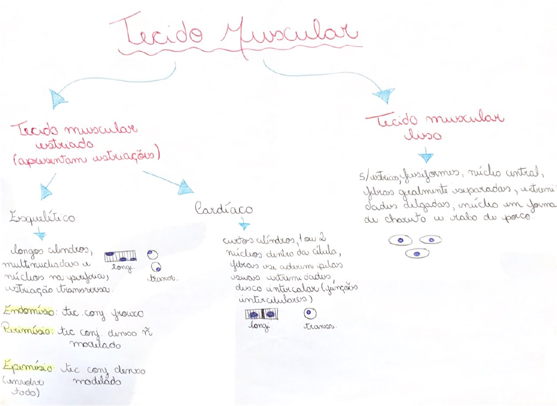 Mapa Mental Tecido Muscular Histologia I 2600 The Best Porn Website