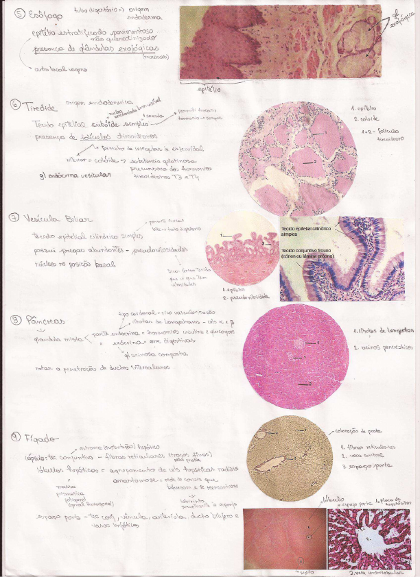 Resumo Das Laminas Histologia Histologia E Embriologia Geral