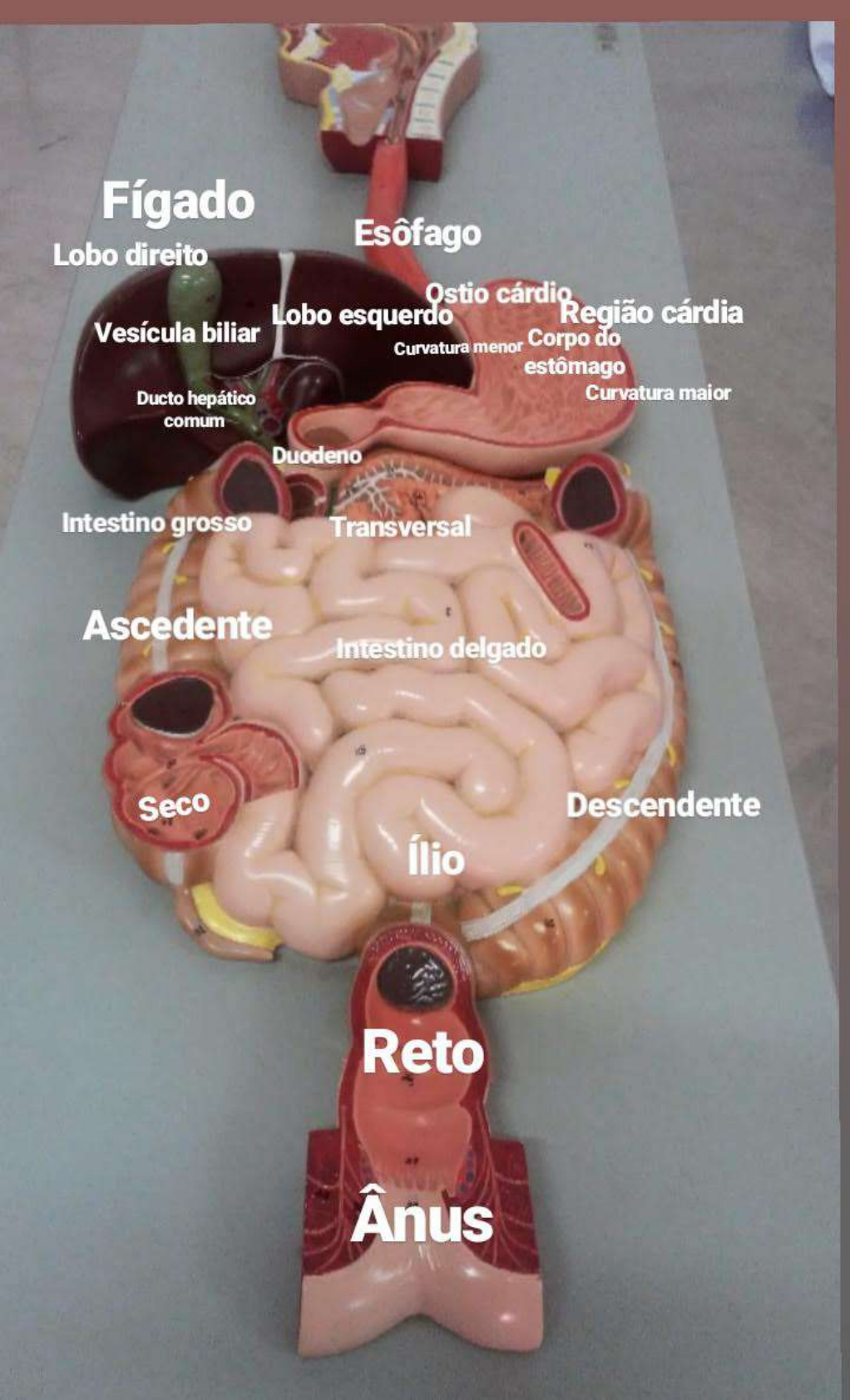 Peças Anatômicas Sistema Digestório Anatomia I