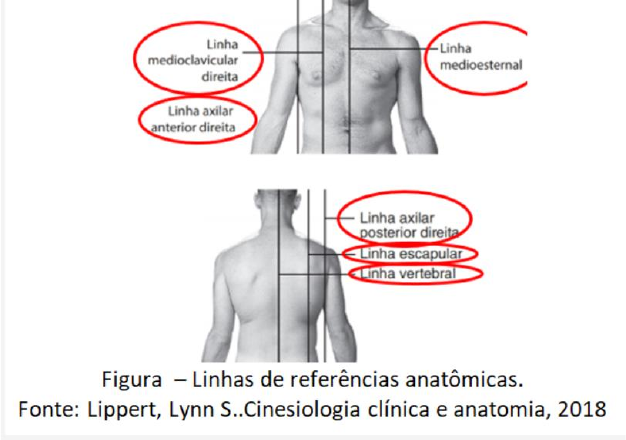 cadeia posterior - Cinesiologia