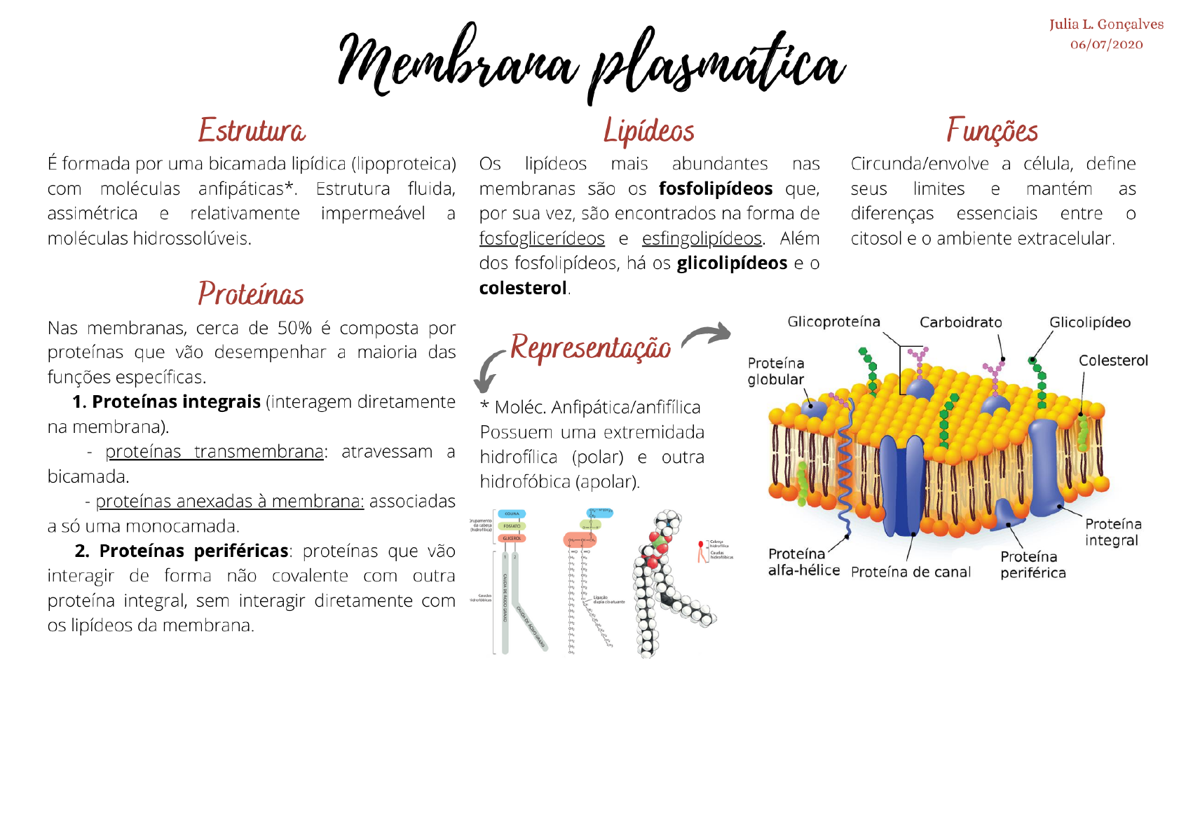 Mapa mental - membrana plasmática - Biologia Celular