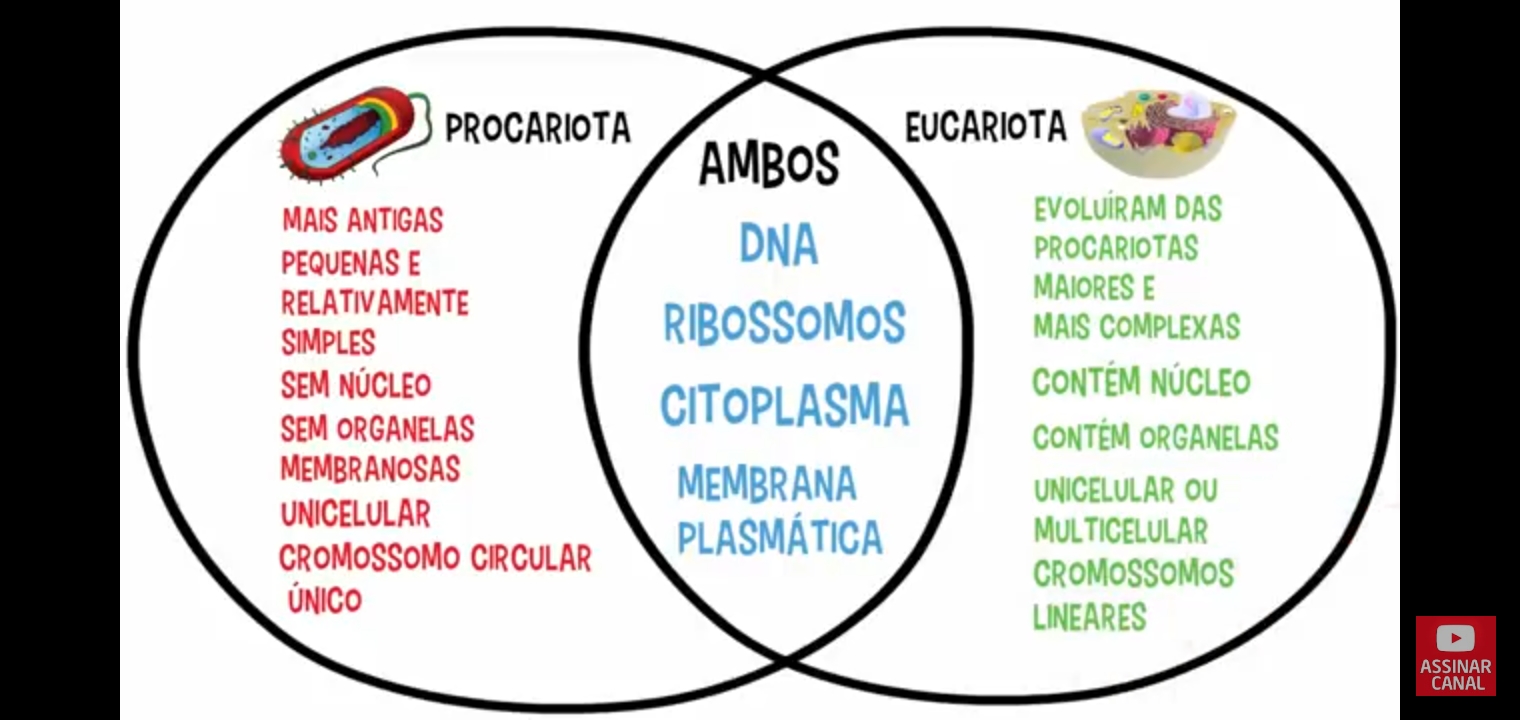 Diferenca Entre Procariontes E Eucariontes