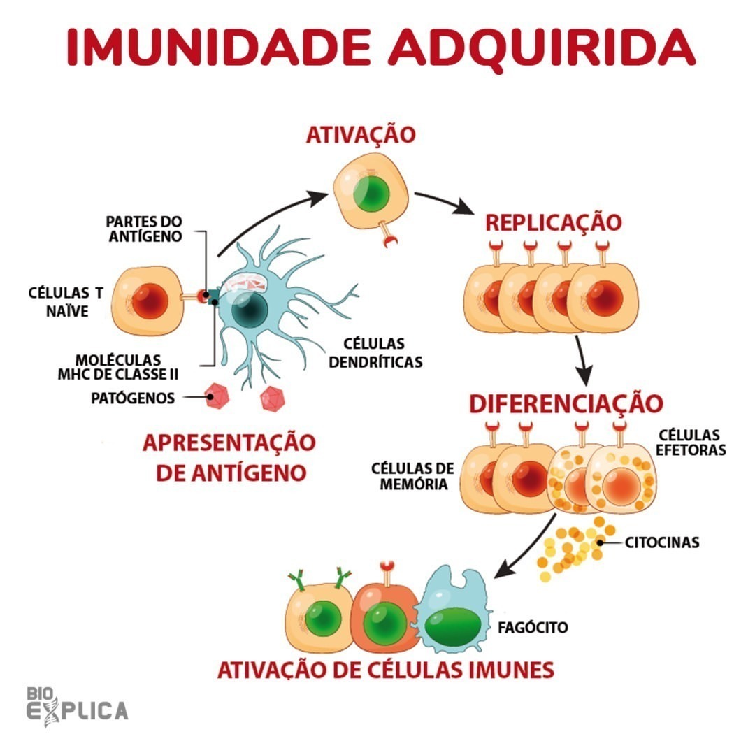 Imunidade Adquirida - Imunologia