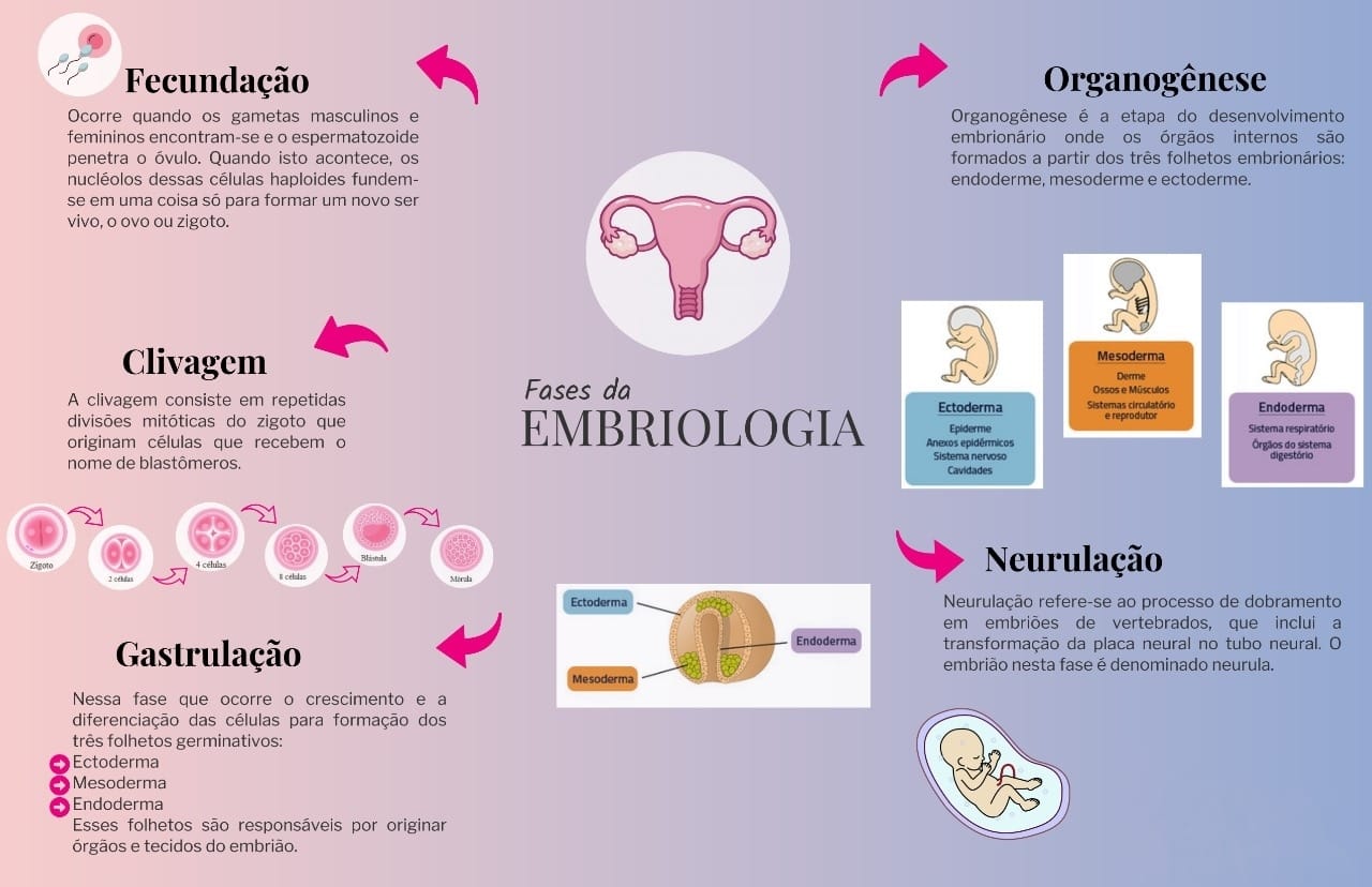 Fases Da Embriologia Embriologia 