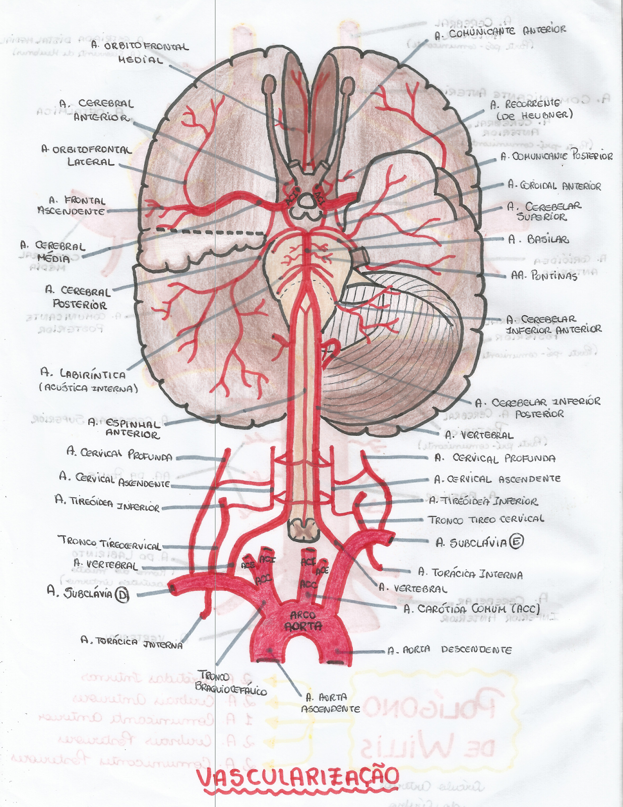 Vasculariza o Do Enc falo Anatomia De Cabe a E Pesco o