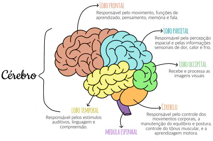 Lobos Cerebrais - Fisiologia I
